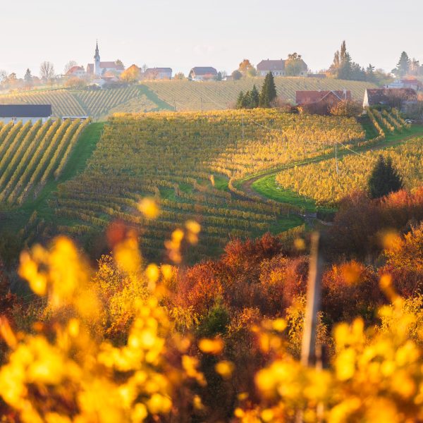 Autumn Vineyards of Jeruzalem