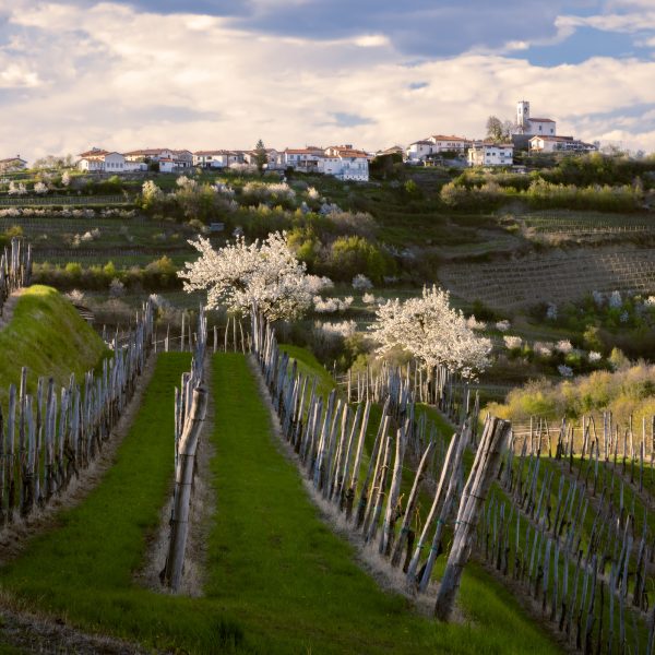Spring Awakening in Goriška Brda