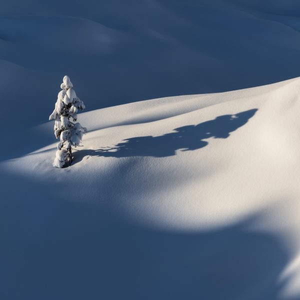 Solitary Tree Under Snow – Komna, Slovenia