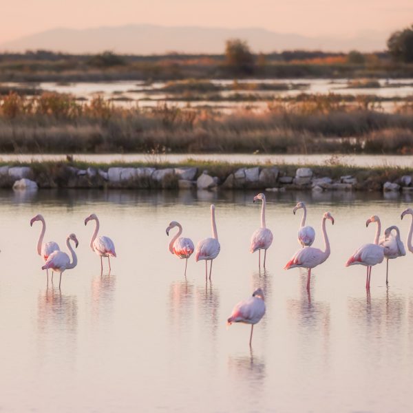 Flamingos at Sečovlje Salt Pans